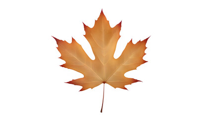 a maple leaf