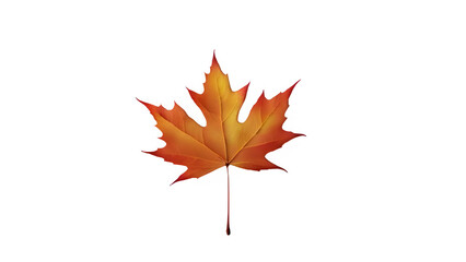 Fototapeta premium a maple leaf