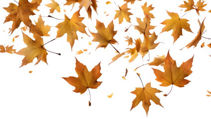 Obraz premium a maple leaf