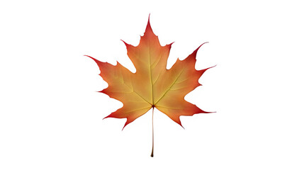 Fototapeta premium a maple leaf