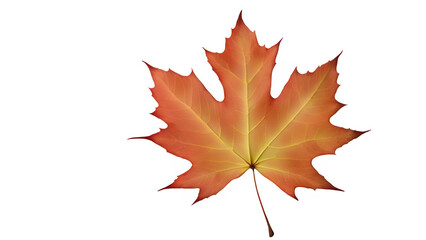 Fototapeta premium a maple leaf