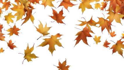 Fototapeta premium a maple leaf
