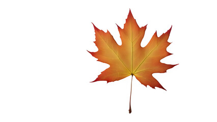 Fototapeta premium a maple leaf