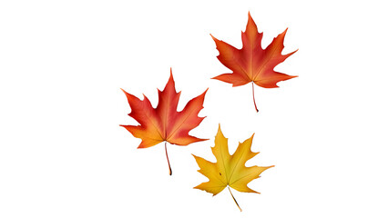 Fototapeta premium a maple leaf