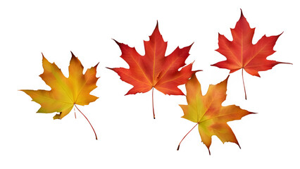 Fototapeta premium a maple leaf