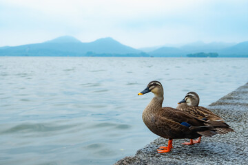 Tow ducks（Anas poecilorhyncha）