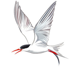Arctic Tern transparent icon | Icon | Anime