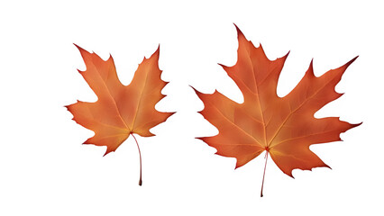 Obraz premium a maple leaf