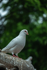 A white pigeon.