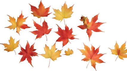 Fototapeta premium a maple leaf