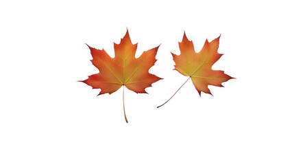a maple leaf