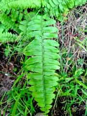 forest fern plant, light green leaves