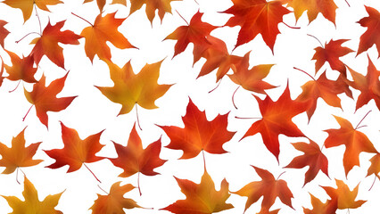 Obraz premium a maple leaf