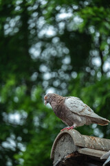 A grey pigeon.
