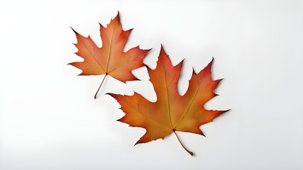 Fototapeta premium a maple leaf