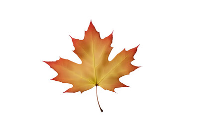 a maple leaf