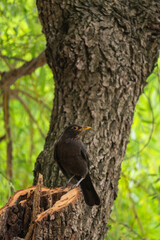 A turdus merula.