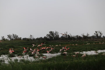 Flamencos volando en el Llacuna de la Escanyissada en el Poble Nou, en el Delta del Ebro