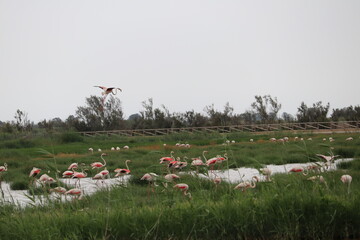 Flamencos volando en el Llacuna de la Escanyissada en el Poble Nou, en el Delta del Ebro