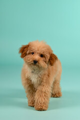 Puppy brown Poodle dog with curly hair, full body view, looking at the camera. Walking against a turquoise studio background, portrait, action shot.