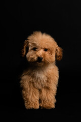 Puppy brown Poodle dog with curly hair, full body view, looking at the camera against a black studio background. Close-up.