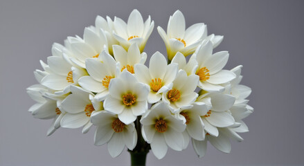 bouquet of white flowers