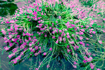aquatic plant grows and beautiful blooms pink flowers, with fresh green leaves in the rainy season. taken in Myanmar. (Myriophyllum aquaticum, Myriophyllum heterophyllum, twoleaf watermilfoil)
