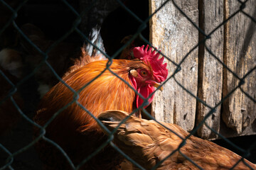 Rooster trapped in hen coop behind wired fence, dramatic light © slobodan