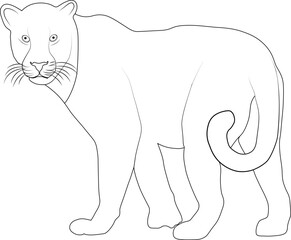 Tiger line art | Outline | Illustration vector minimalist black and white Design