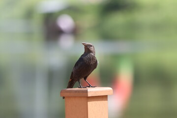 tristram starling standing on wood with green background