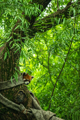 lesser panda behind tree.