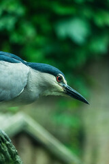Night Heron