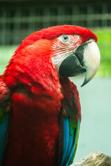 Macaw