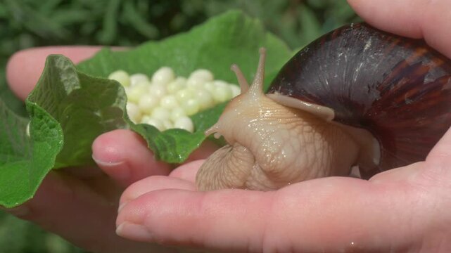 Detailed closeup view of a beautiful snail with its eggs resting gently on a leaf
