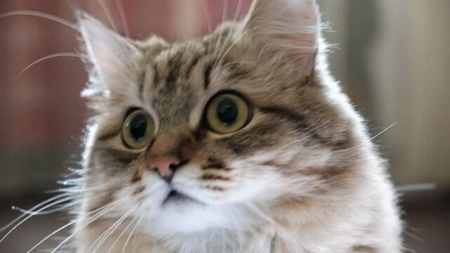 A wary cat carefully watches something, starring with intense. Close up. Animal Behavior