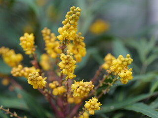 秋に黄色の花を咲かせる観葉植物