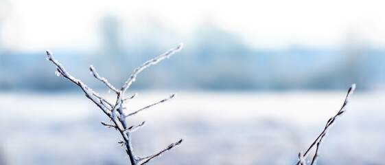 frost-covered tree branches on the background of a snowy river in winter