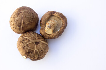 Shiitake mushrooms are harvested from living trees, typically oaks, which are dormant during the fall season.