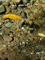 autumn leaves on the river