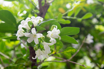 Image of a group of jasmine flowers, spring morning. The sunlight filtering through the foliage adds warmth and positivity.