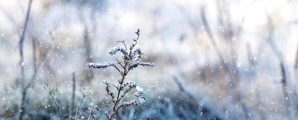 snowy branches of wild plants in a meadow during snowfall in winter