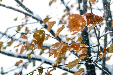 tree with last dry withered leaves during snowfall in winter