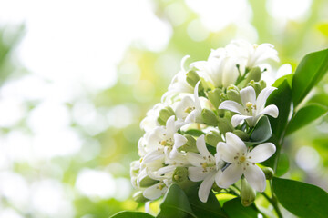 Image of a group of jasmine flowers, spring morning. The sunlight filtering through the foliage adds warmth and positivity.