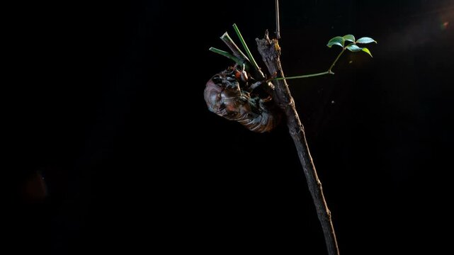 Time-lapse photography of the hatching process of cicada pupae