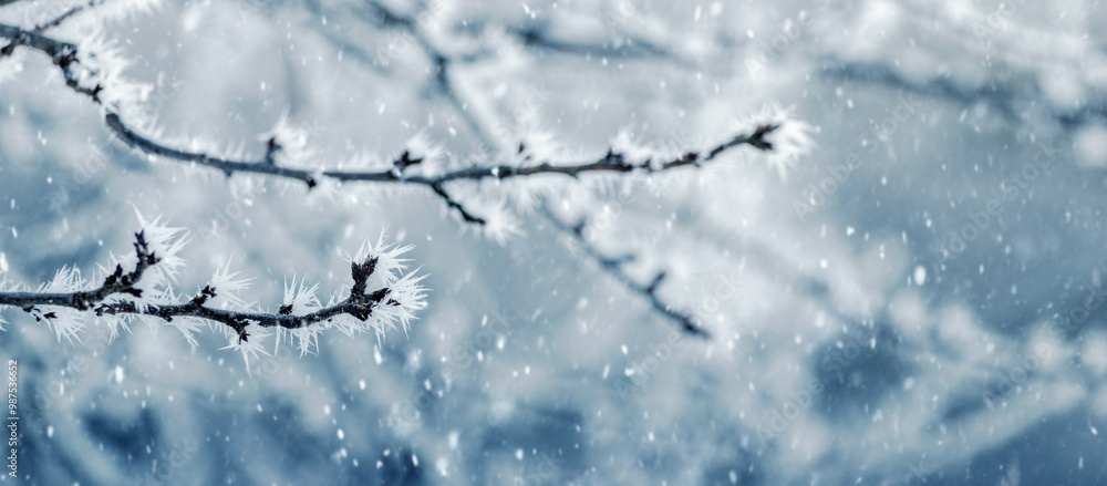 Poster frost-covered tree branches in the garden create a peculiar pattern in winter during snowfall