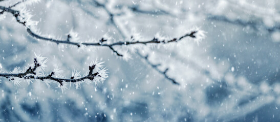 frost-covered tree branches in the garden create a peculiar pattern in winter during snowfall