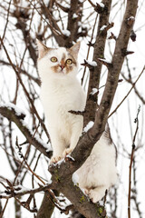 a white spotted cat sits on a tree in winter
