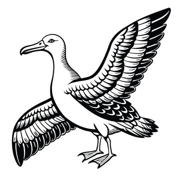 recommend clip art: Albatross Bird, Whit and Black , Illustrator, Image, White Background