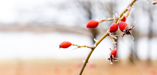 a frost-covered branch of a rose hip with red berries near a river in winter