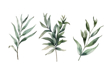 Watercolor set of green plants for design and decor. Hand drawn illustration.